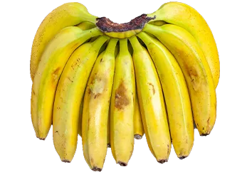 Banana (Cavendish) - Medium