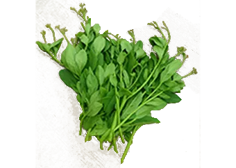 Waterleaf (Surinam Spinach)