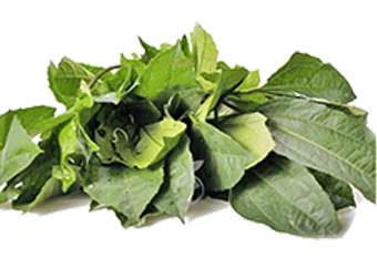Scent Leaf (Clove Basil)