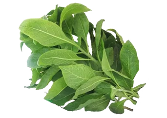 Bitter Leaf