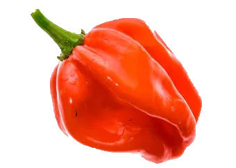 Scotch Bonnet (Rodo) - Grade A