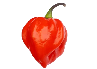 Habanero Pepper (Ose Oyibo)
