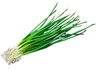 Spring Onion