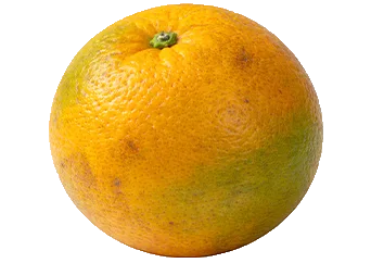 Orange - Semi-ripe (Medium)