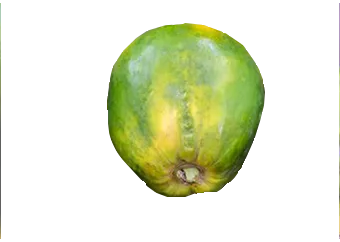 Papaya (Pawpaw) - Unripe (Small)