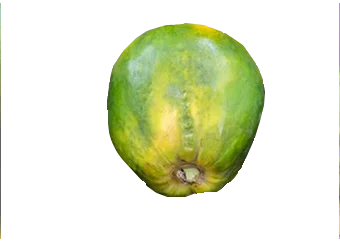Papaya (Pawpaw) - Unripe (Medium)