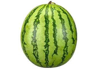 Watermelon - Medium