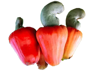 Cashew