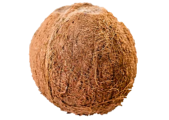 Coconut (Medium)