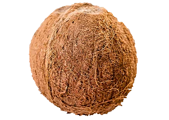 Coconut (Medium)