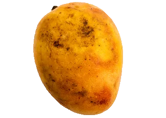 Sheri Mango