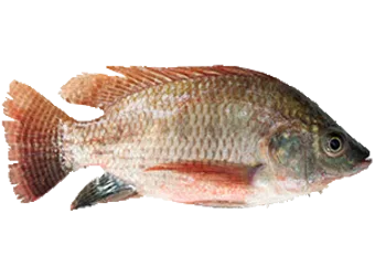 Foreign Tilapia