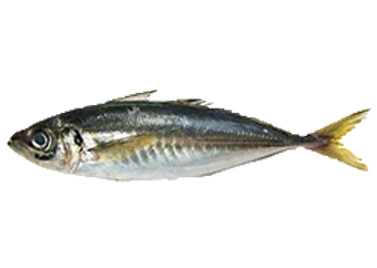 Fish - Kote