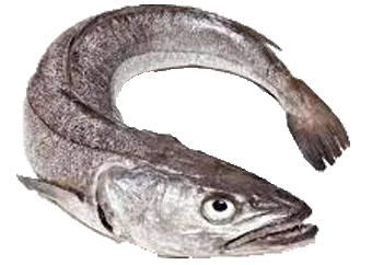 Alaska Pollock (Panla Osun)
