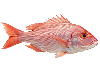Frozen Red Snapper