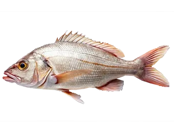 Frozen White Snapper
