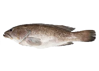 Frozen Grouper