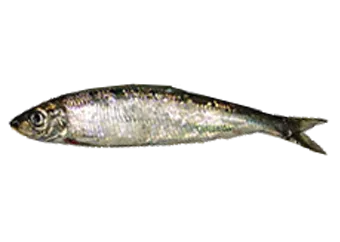 Sardine - Sawa