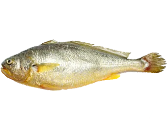 Frozen Yellow Croaker