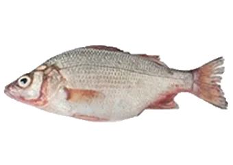 Fish - Croaker