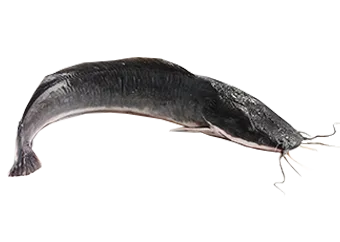 Fresh Catfish - Medium