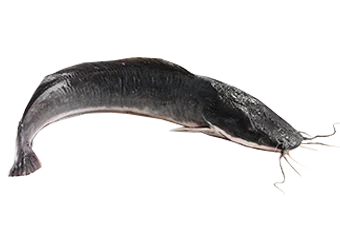 Fresh Catfish - Medium