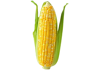 Maize (Corn)