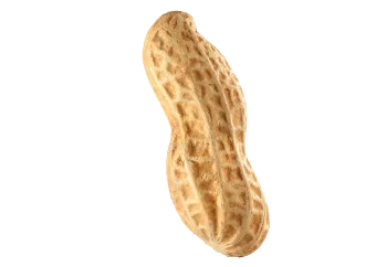 Raw Shelled Groundnuts