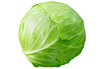 Cabbage