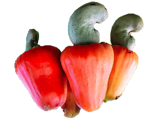 Cashew