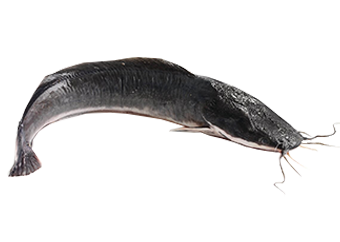 Catfish