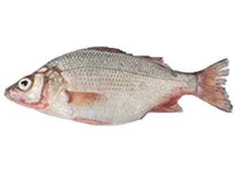 Croaker (White)