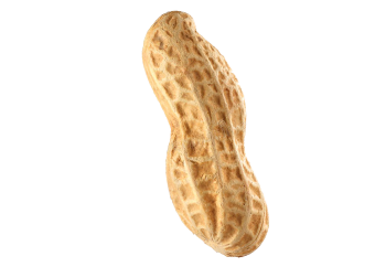 Groundnut (with shell)