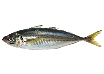 Kote (Horse Mackerel)