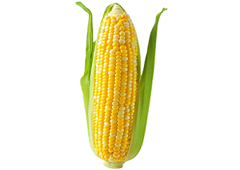 Maize