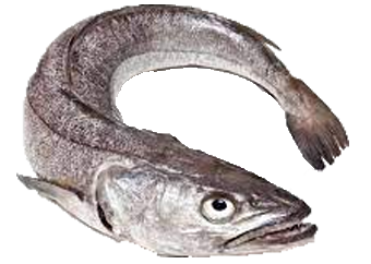Panla (Hake/Whiting)