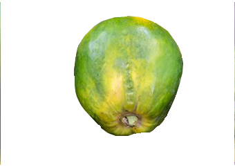 Pawpaw (Local Papaya)
