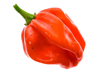 Red Scotch Bonnet (Ata Rodo)