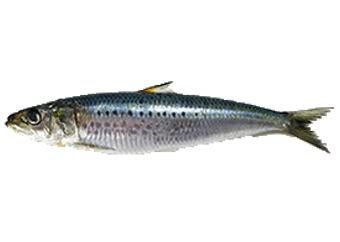 Sardine