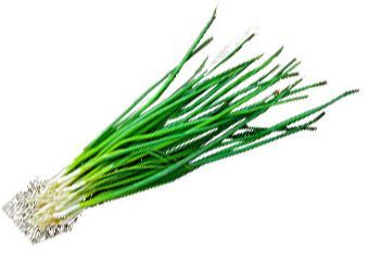 Spring Onion