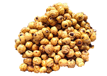 Tiger Nut