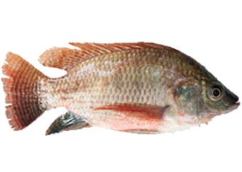 Tilapia Fish (Oreochromis Niloticus)