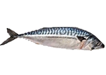 Mackerel (Titus)