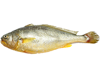 Croaker (Yellow)