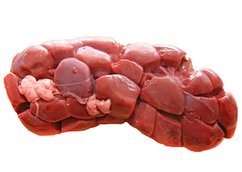 Beef Kidney