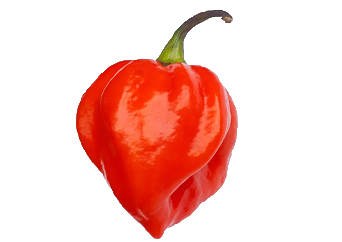 Habanero (Rodo/Ose Oyibo)